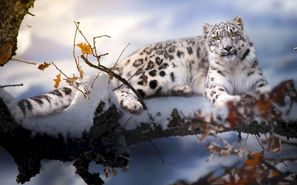 Snow Leopard Irbis