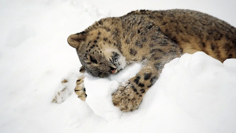 Snow Leopard Irbis