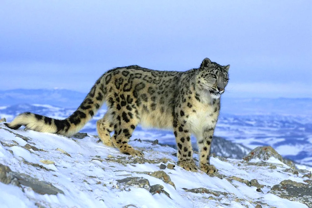 Amur Tiger