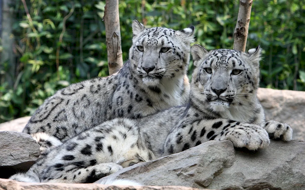 Snow Leopard on the Pamir Mountains