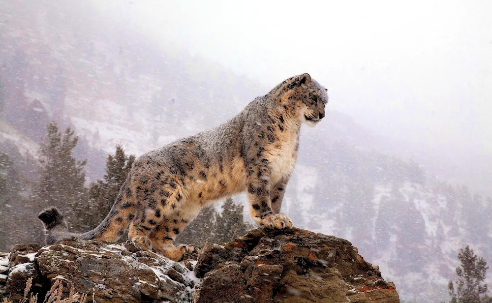 Snow Leopard Irbis