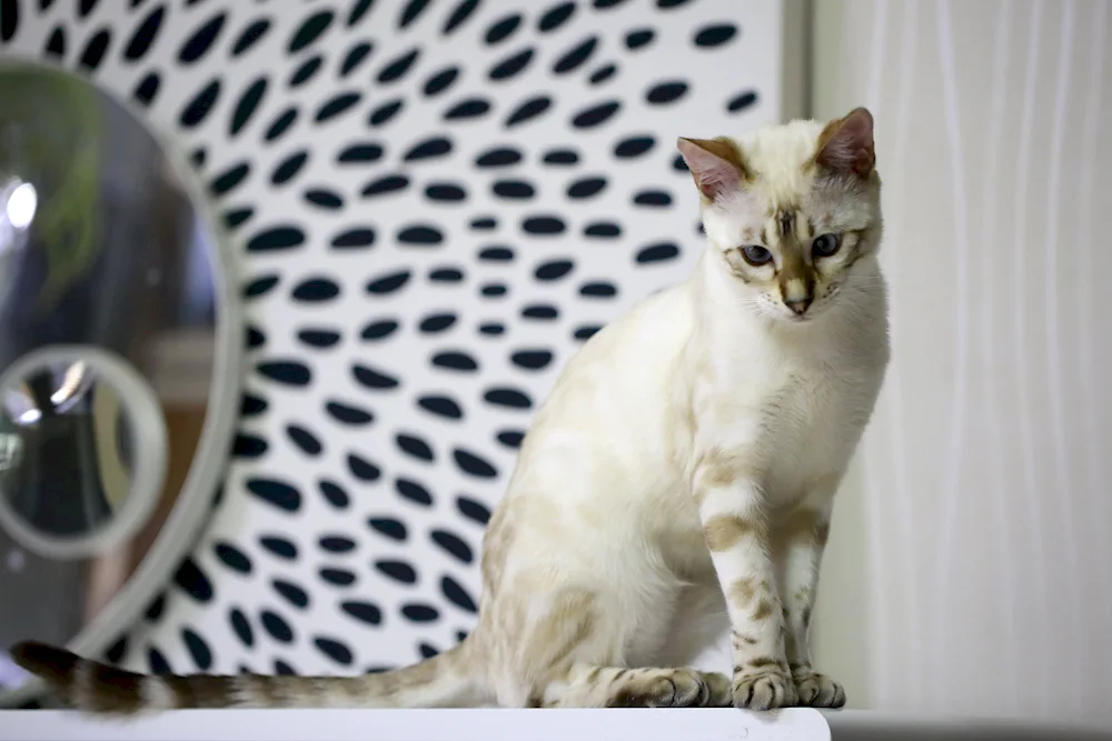 Snow Lynx bengal cat