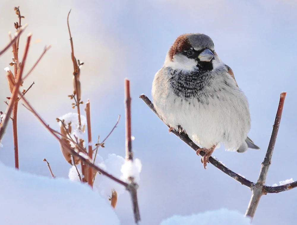 Snow Sparrow