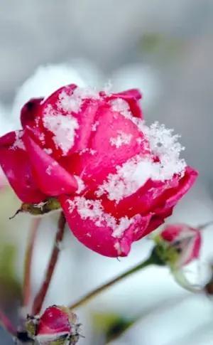 Snow Flower