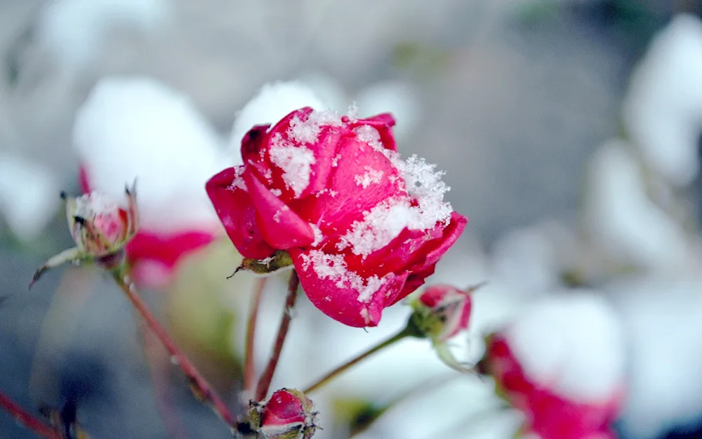 Snow Flower