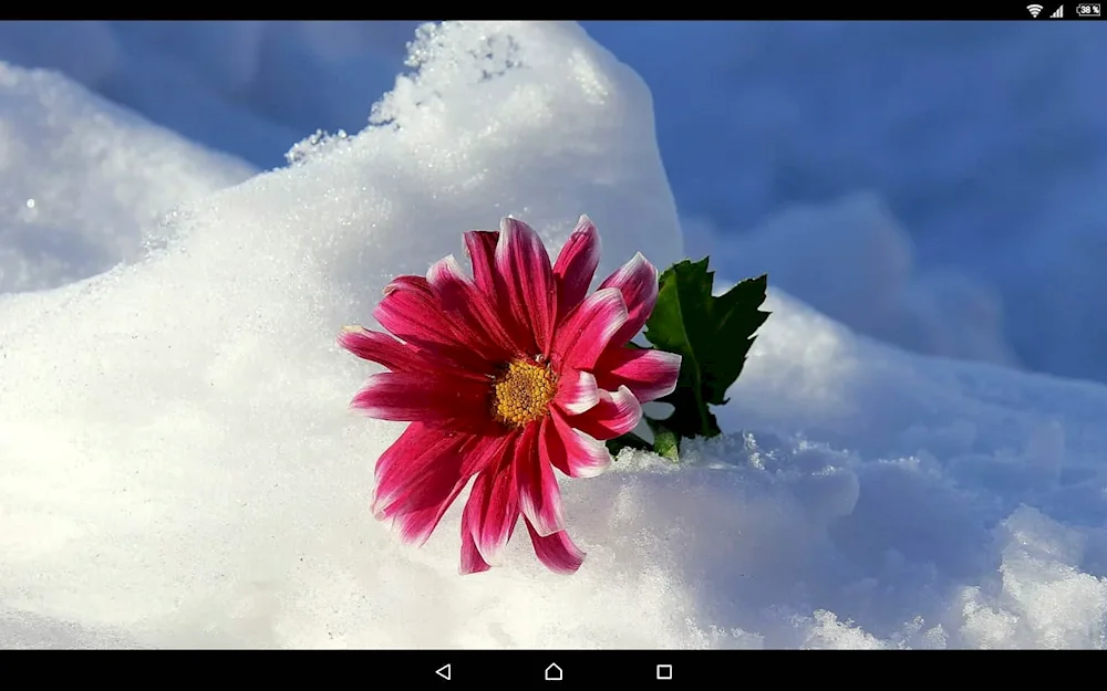 Cherryberry in snow