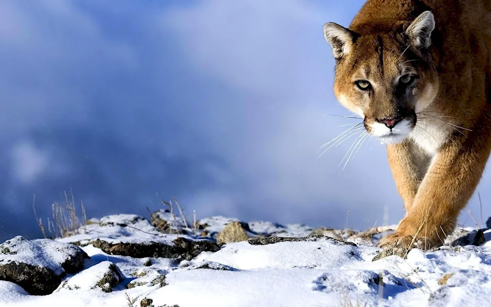 Snow Puma