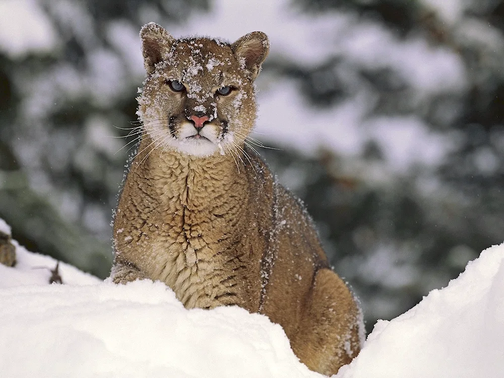 Snow Puma