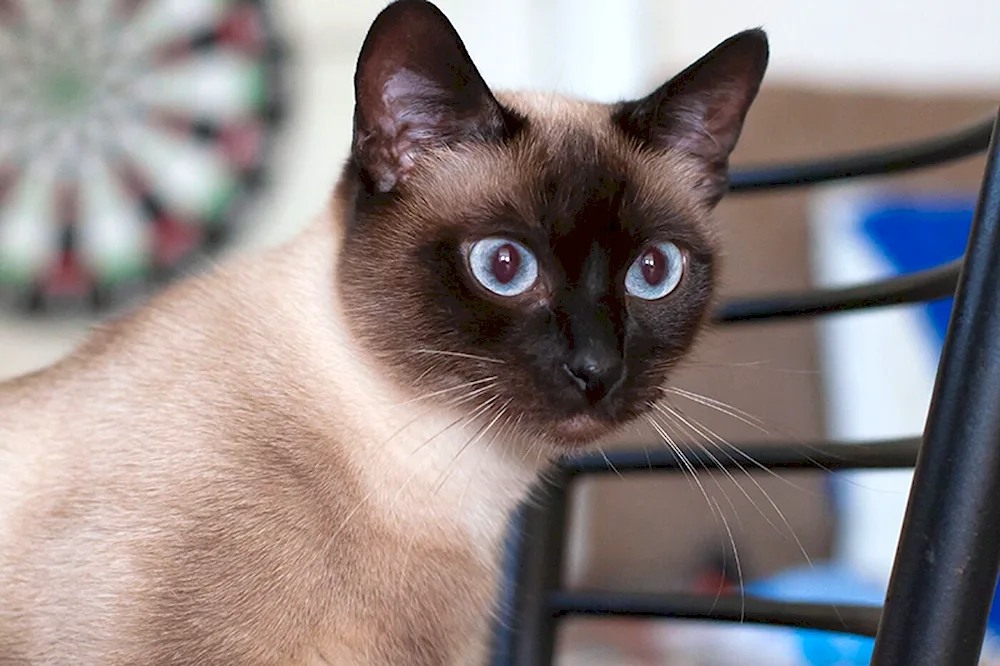 Siamese cat breed