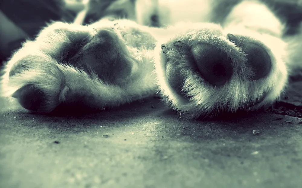 Dog paw