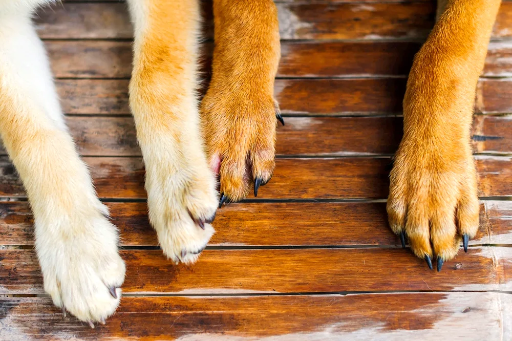 Dog paw
