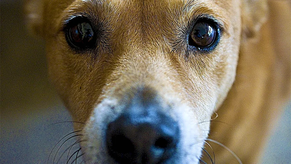 Sad dog's eyes. collie