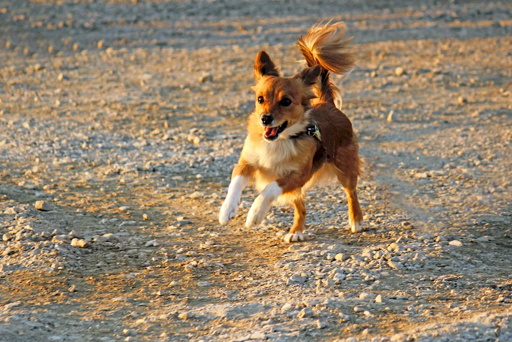 Dog running