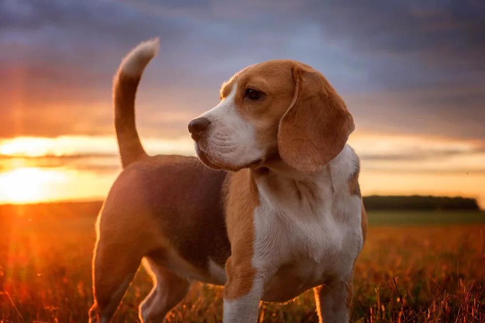 Beagle me