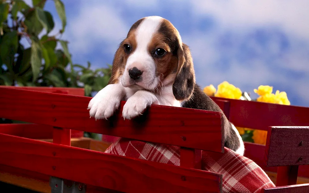 Beagle dog