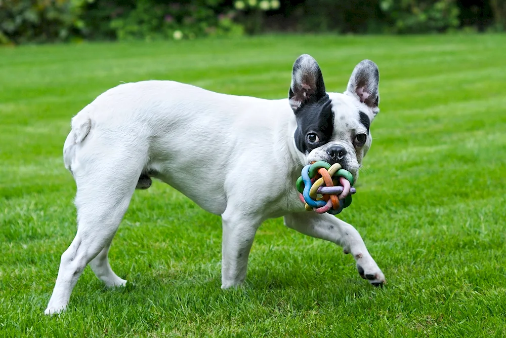 French bulldog focus