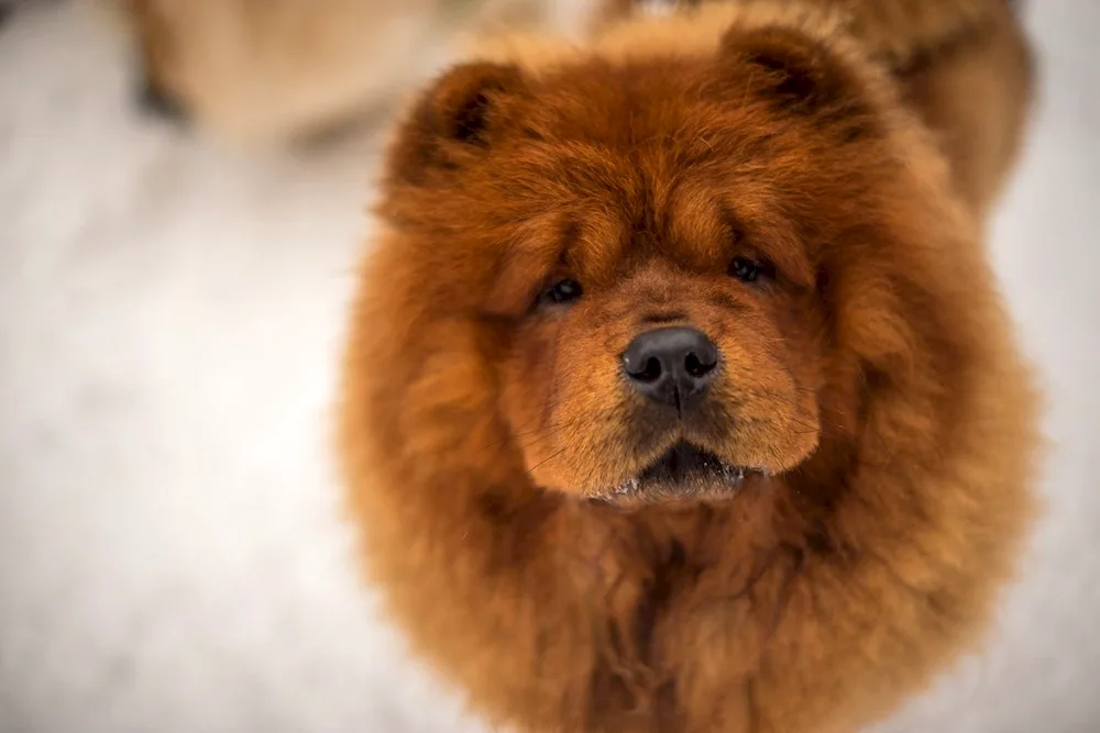 Chow Chow Chow dog