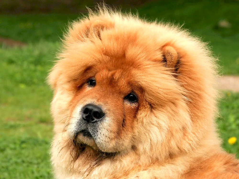 Chow Chow dog