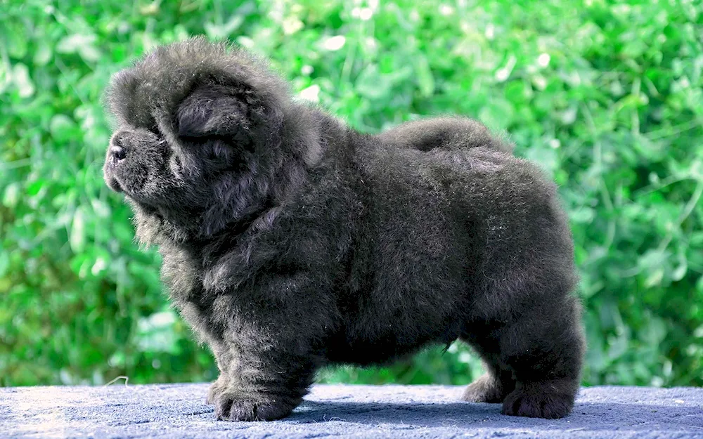 Chow chow dog