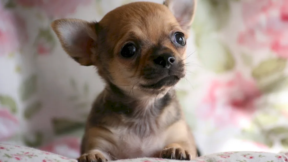 Dog Chihuahua