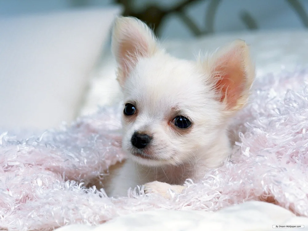 Chihuahua dog