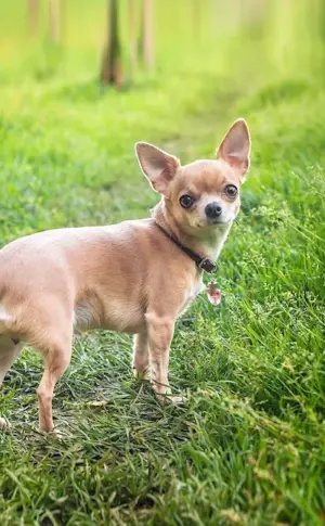 Dog Chihuahua