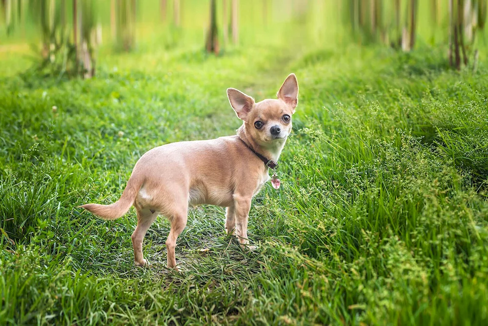 Dog Chihuahua