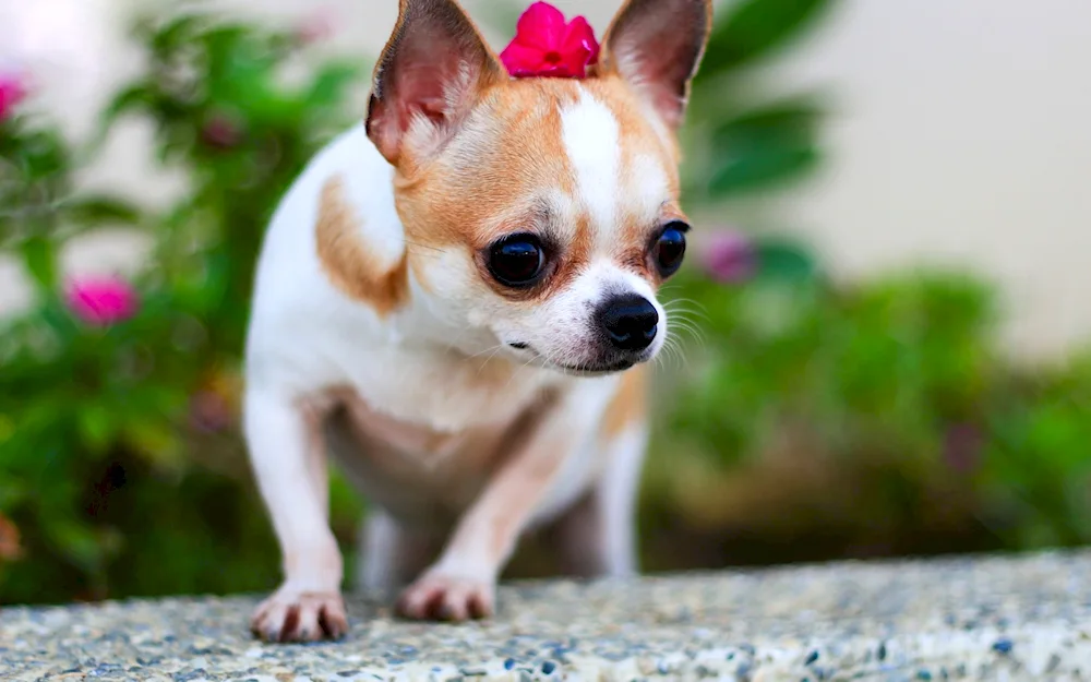 Chihuahua dog