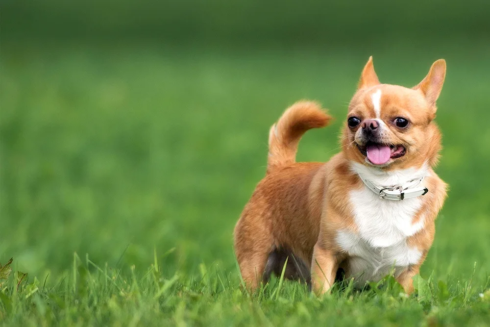 Pomeranian Spitz dog Boo