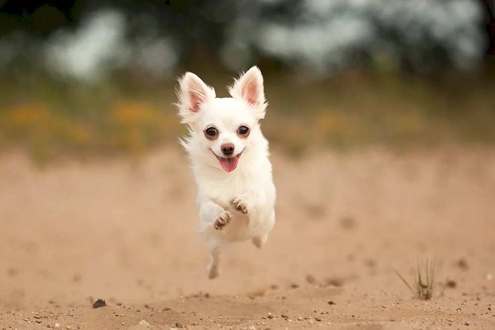 Pomeranian Spitz BOO