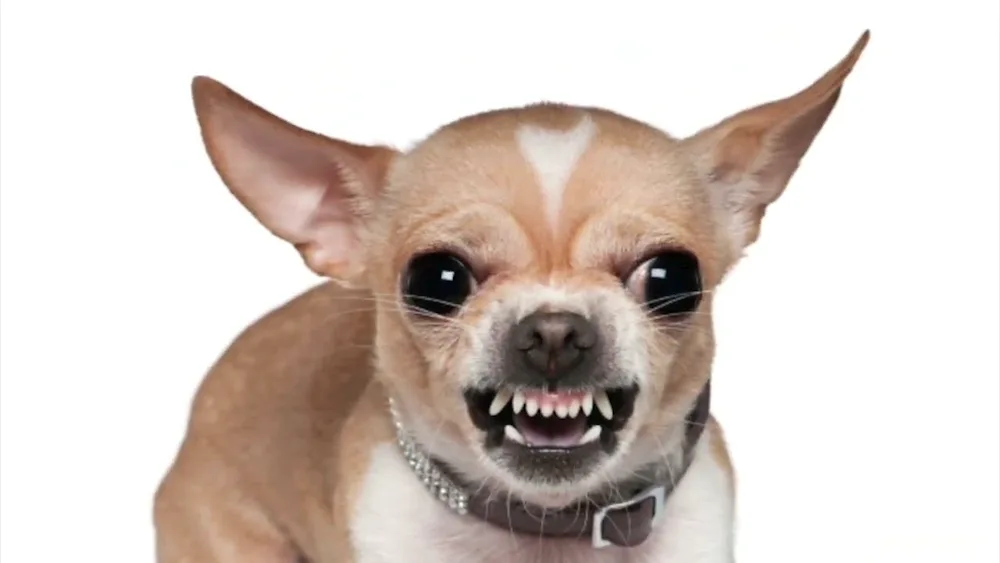 Chihuahua