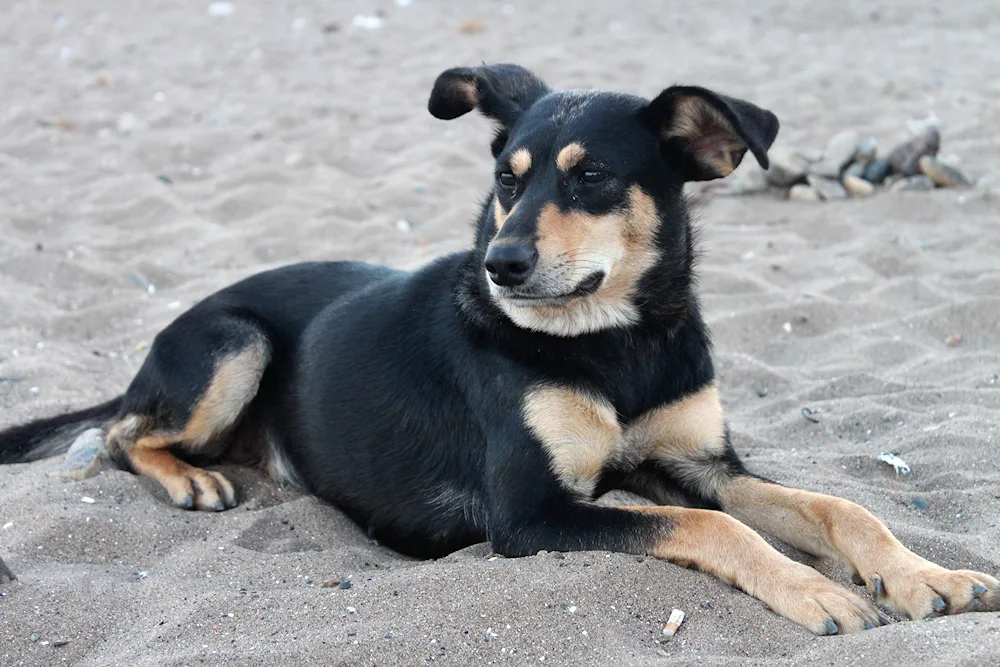 Husky and golden retriever mix