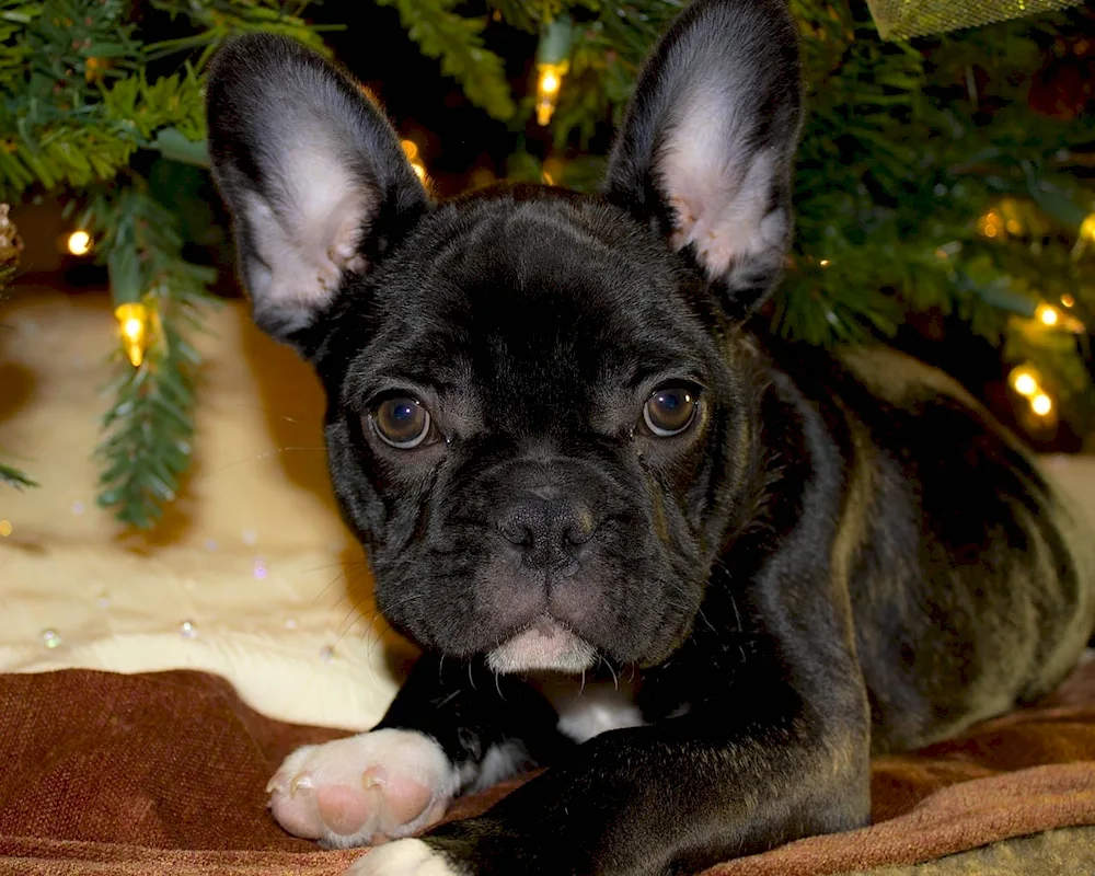 Black mottled French bulldog