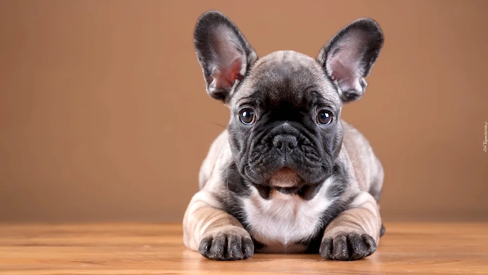 French Bulldog