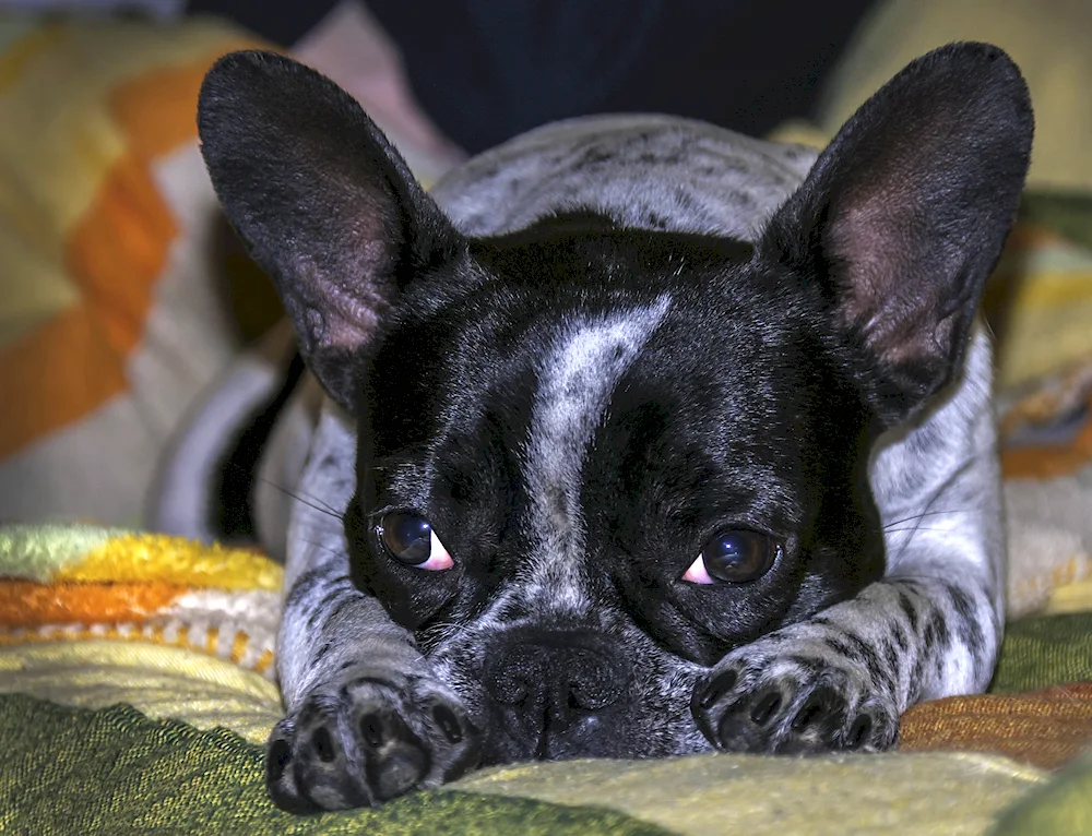 Boston Terrier Bulldog