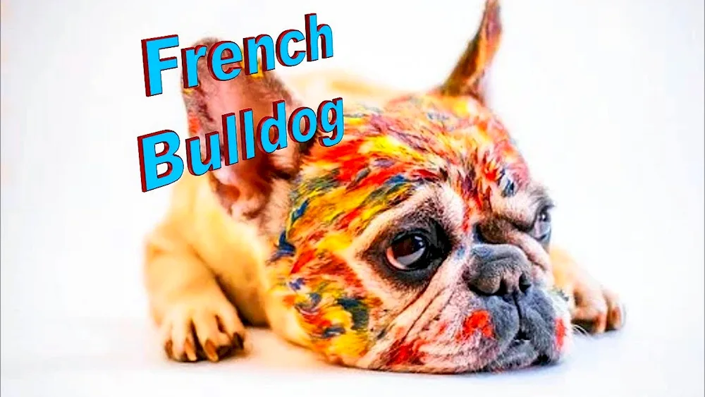 French Bulldog Blue Merle