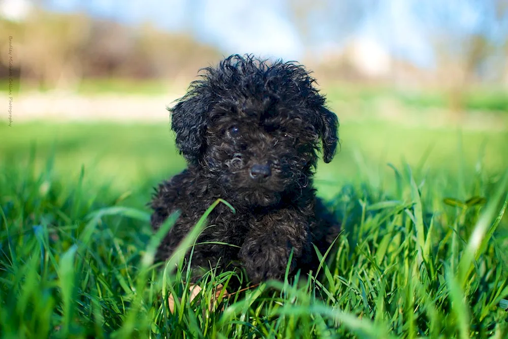 Dwarf poodle dog