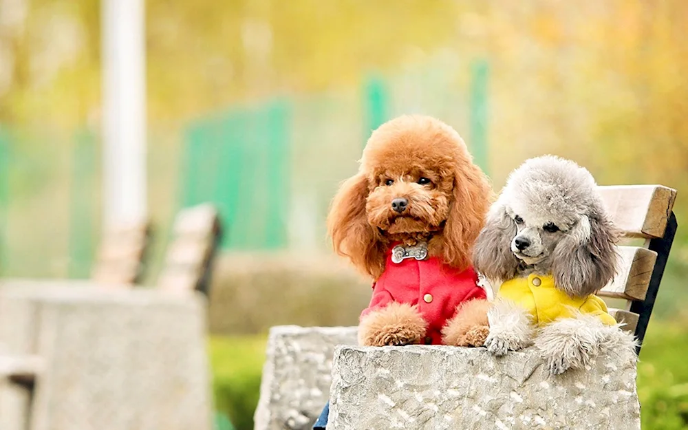 Dwarf poodle dog