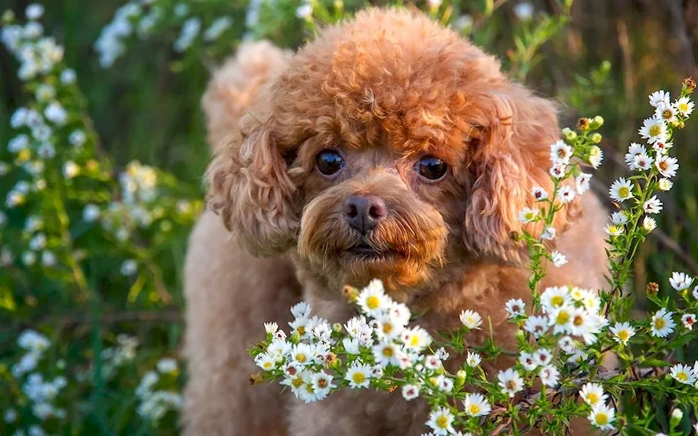 Dwarf poodle