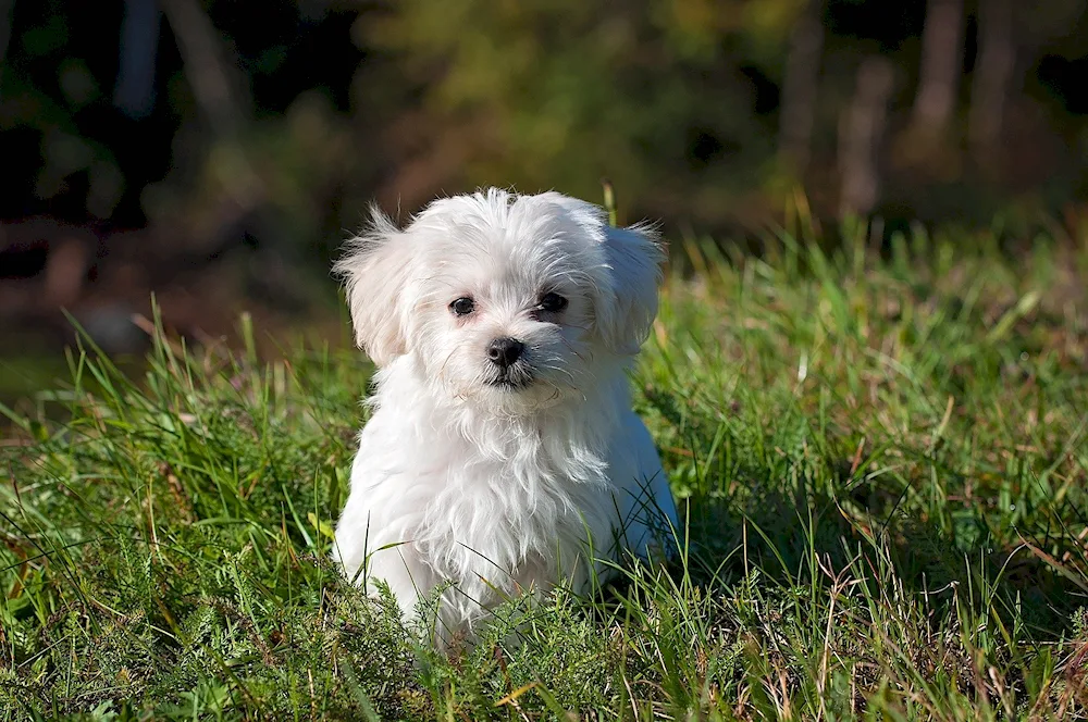 Bichon Frisee White