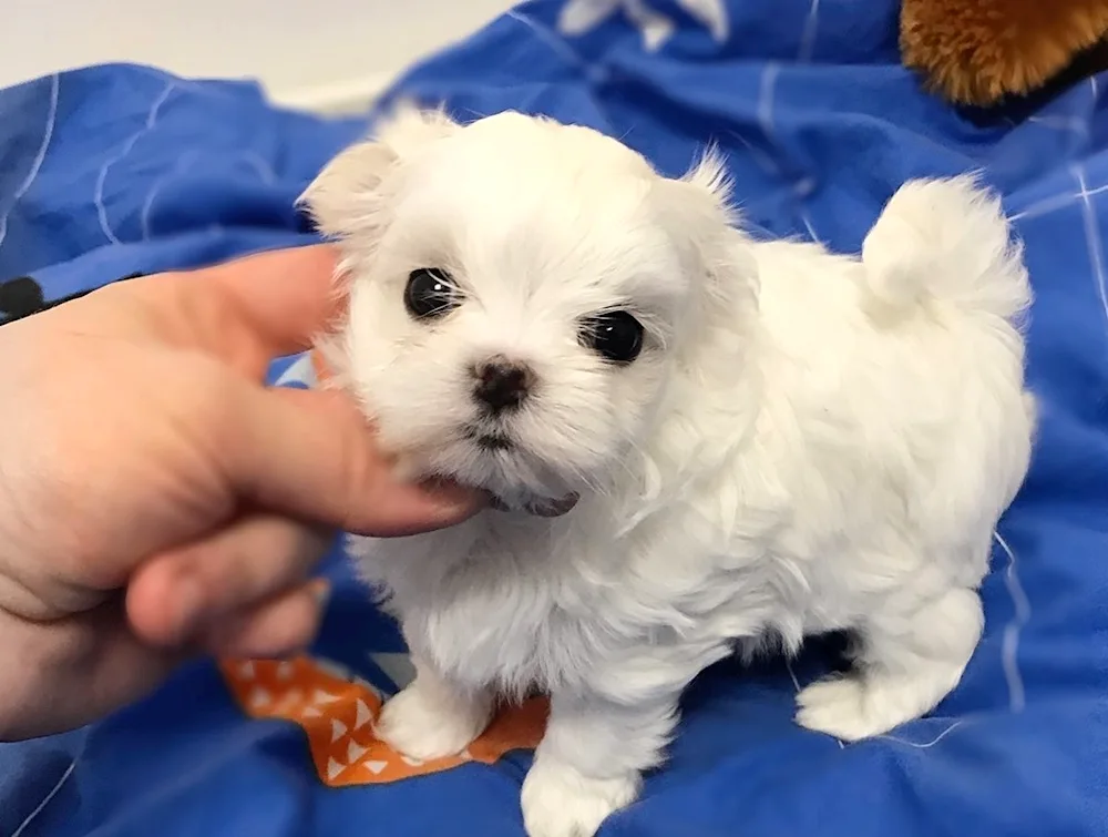 Dog Maltese Bolognese