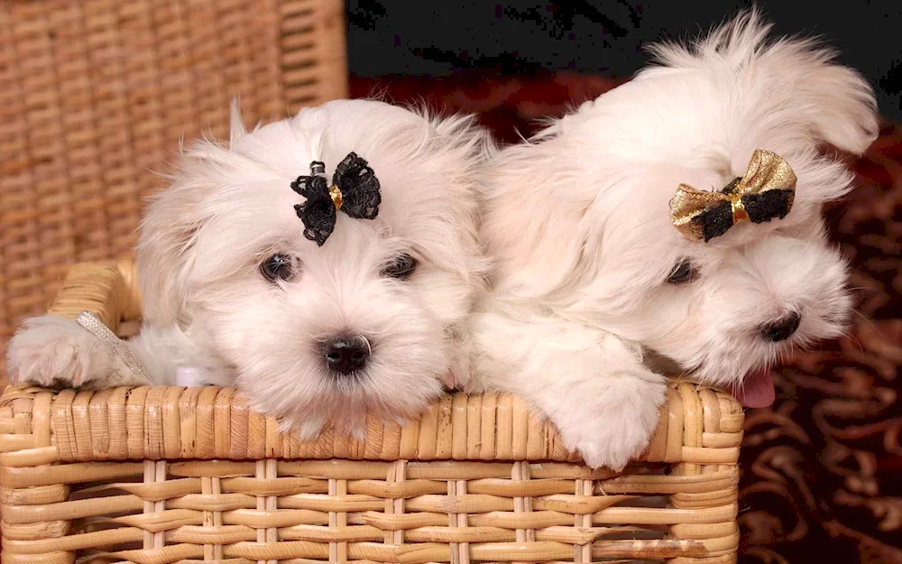 Maltese Bichon.