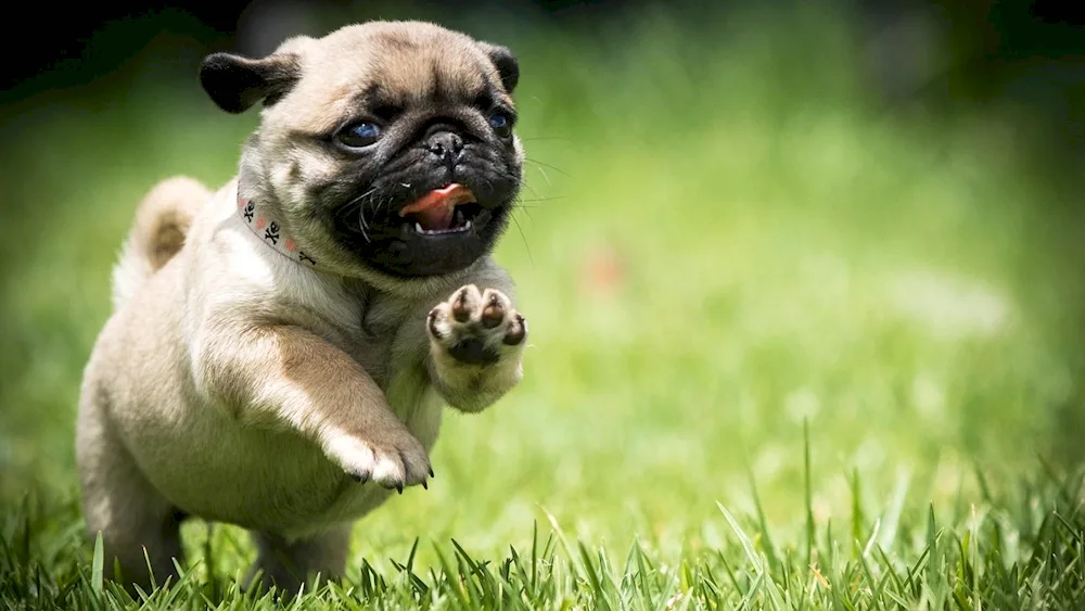 Pug dog breeds