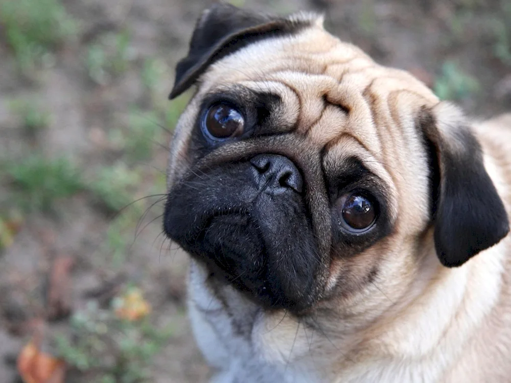 Pug dog