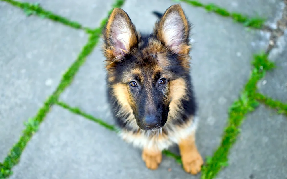 Dwarf Shepherd dog