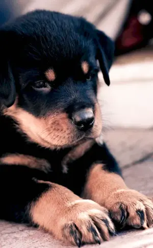 Dog Rottweiler