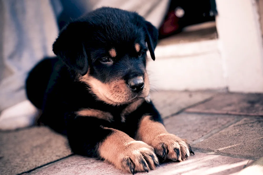 Dog Rottweiler