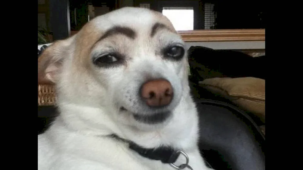 Dog with eyebrows