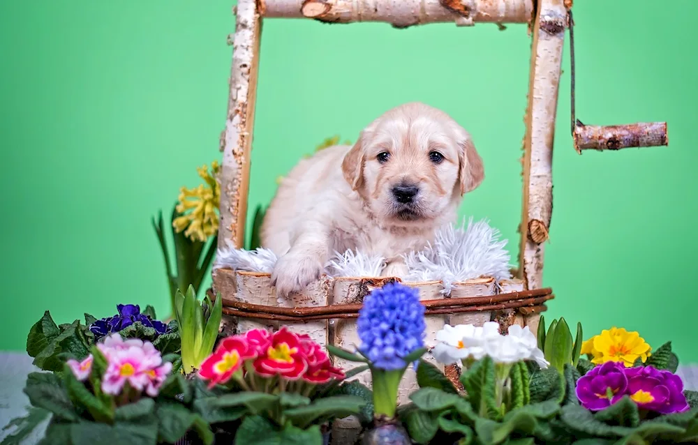 Doggy with flowers