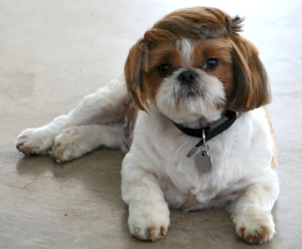 Dog shi tzu
